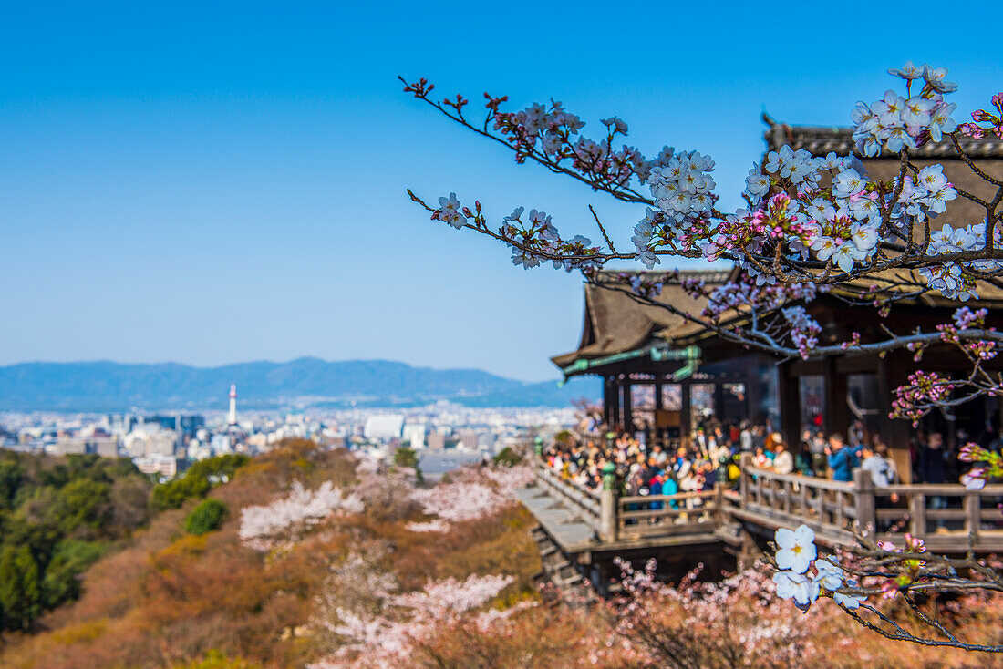 Cherry blossom in the Kiyomizu-dera Buddhist temple, UNESCO World Heritage Site, Kyoto, Honshu, Japan, Asia