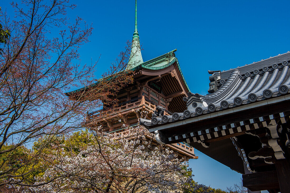 Pagoda in the cherry blossom in the Maruyama-Koen Park, Kyoto, Honshu, Japan, Asia