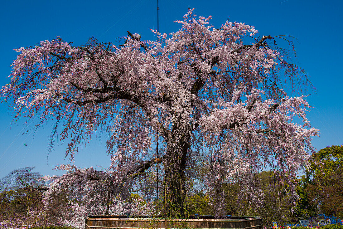 Cherry blossom in the Maruyama-Koen Park, Kyoto, Honshu, Japan, Asia