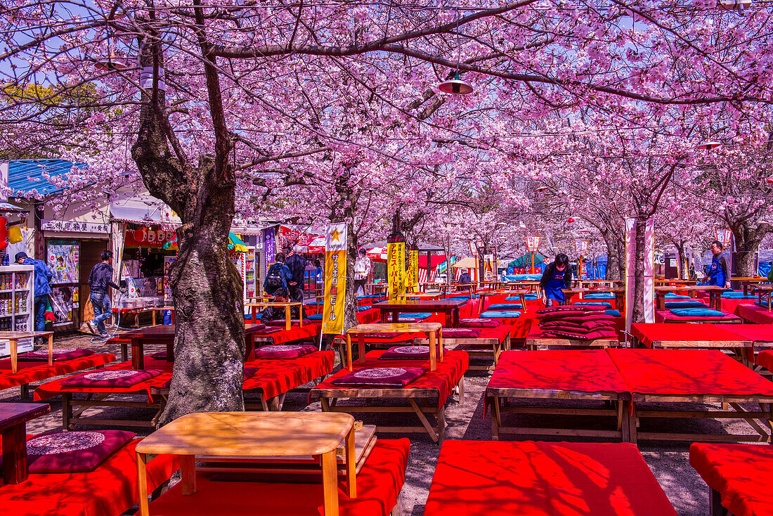 Japanische Restauranttische unter der Kirschblüte im Maruyama-Koen-Park, Kyoto, Honshu, Japan, Asien