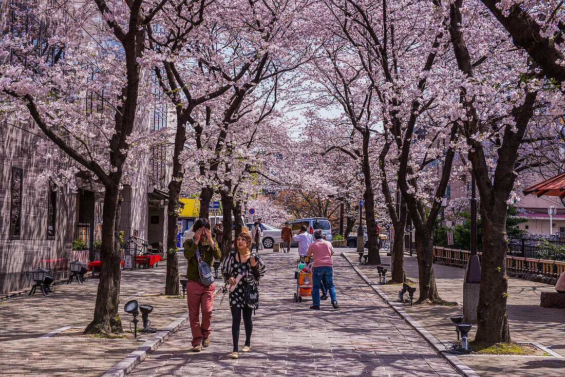 Cherry blossom in Gion, the Geisha quarter, Kyoto, Honshu, Japan, Asia