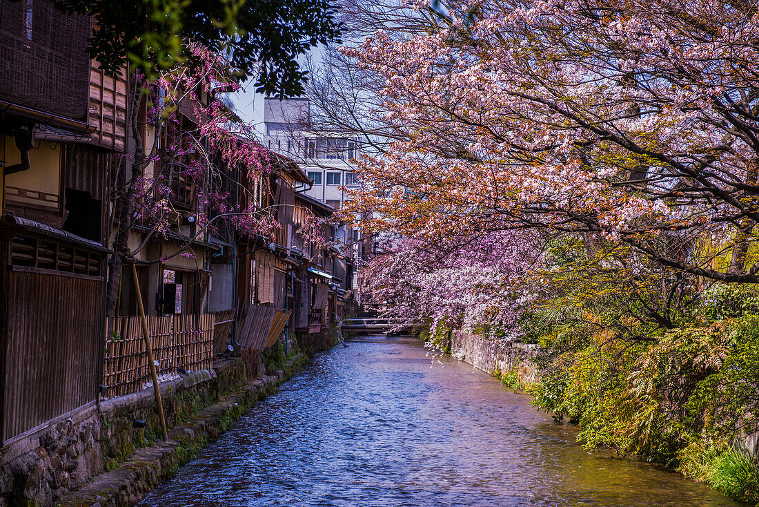 Cherry blossom in Gion, the Geisha quarter, Kyoto, Honshu, Japan, Asia