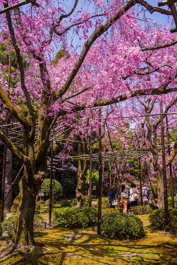 Okazaki-Park im Heian-Jingu-Schrein, Kyoto, Honshu, Japan, Asien