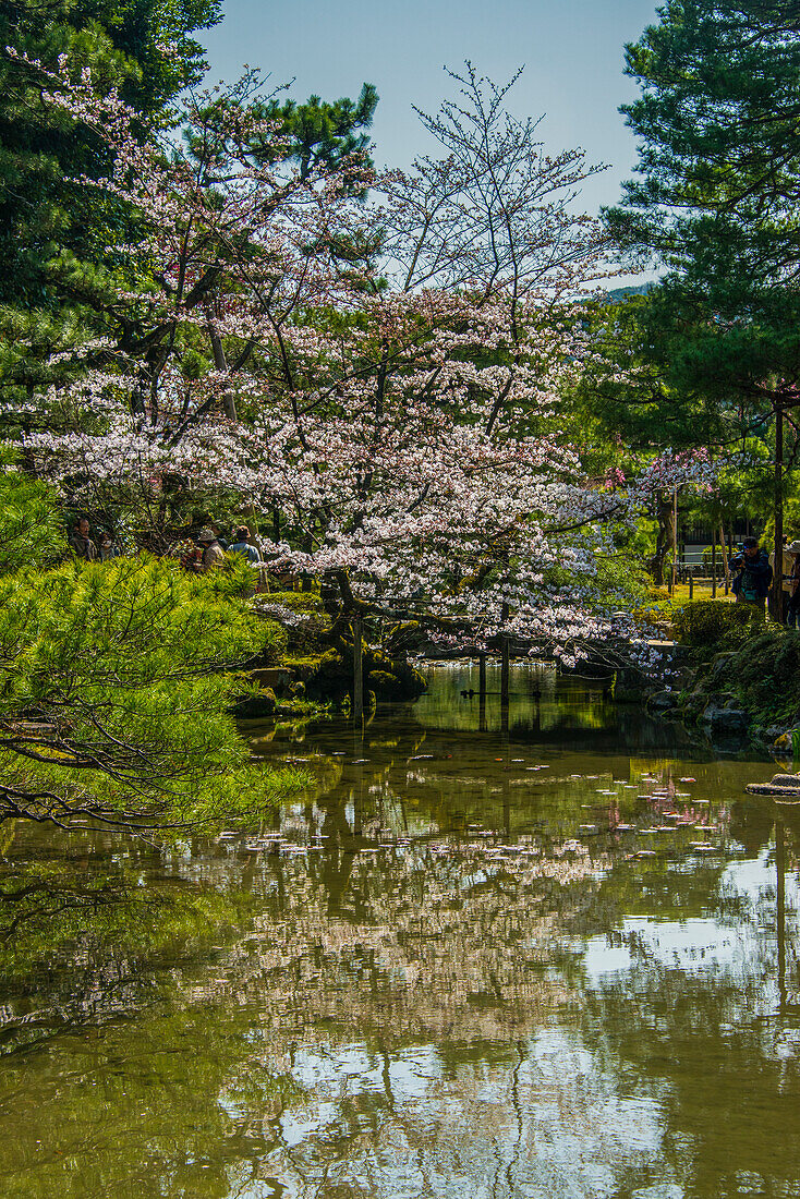 Okazaki-Park im Heian-Jingu-Schrein, Kyoto, Honshu, Japan, Asien