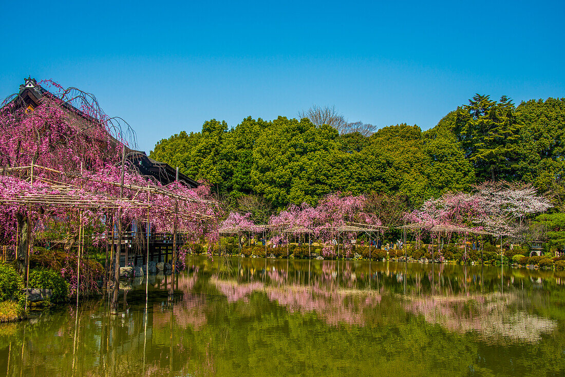 Okazaki-Park im Heian-Jingu-Schrein, Kyoto, Honshu, Japan, Asien