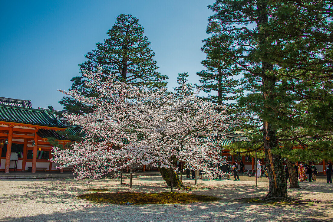 Park im Heian-Jingu-Schrein, Kyoto, Honshu, Japan, Asien