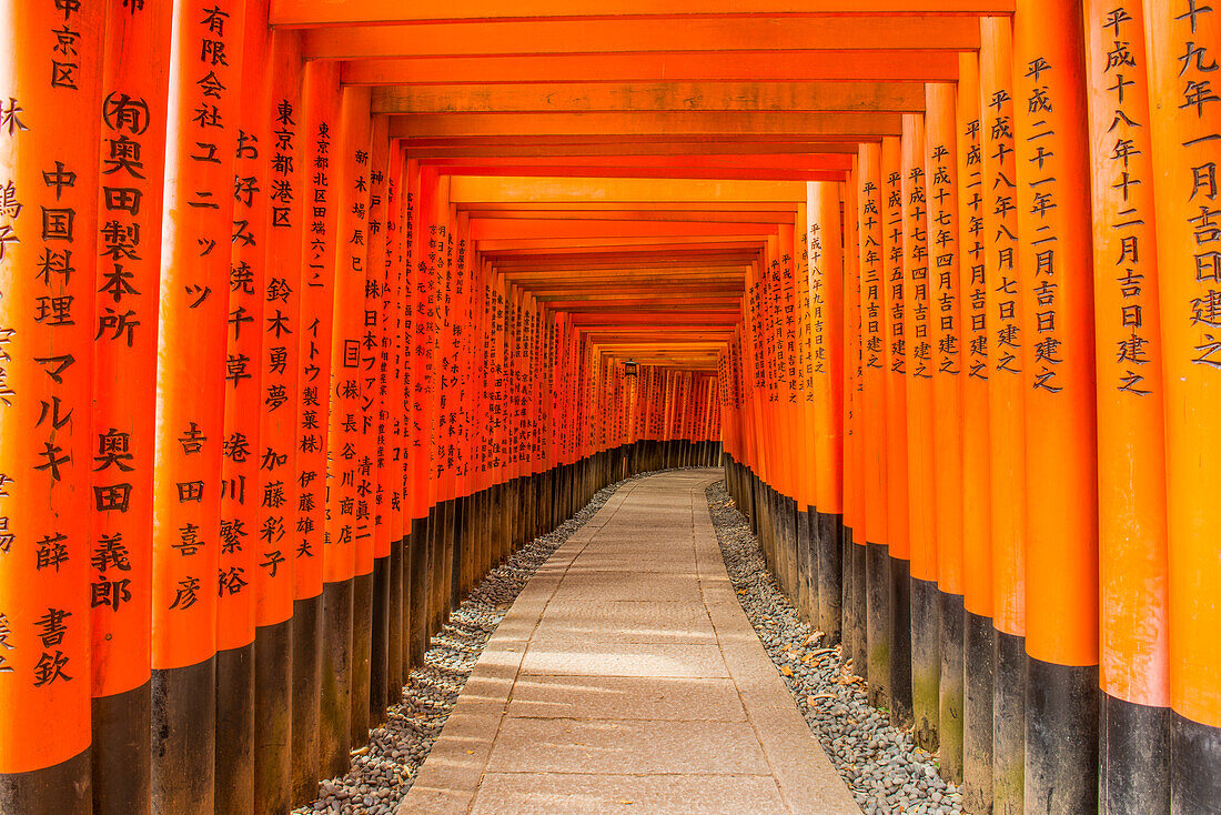 Die endlosen roten Tore (Torii) von Kyotos Fushimi Inari, Kyoto, Honshu, Japan, Asien