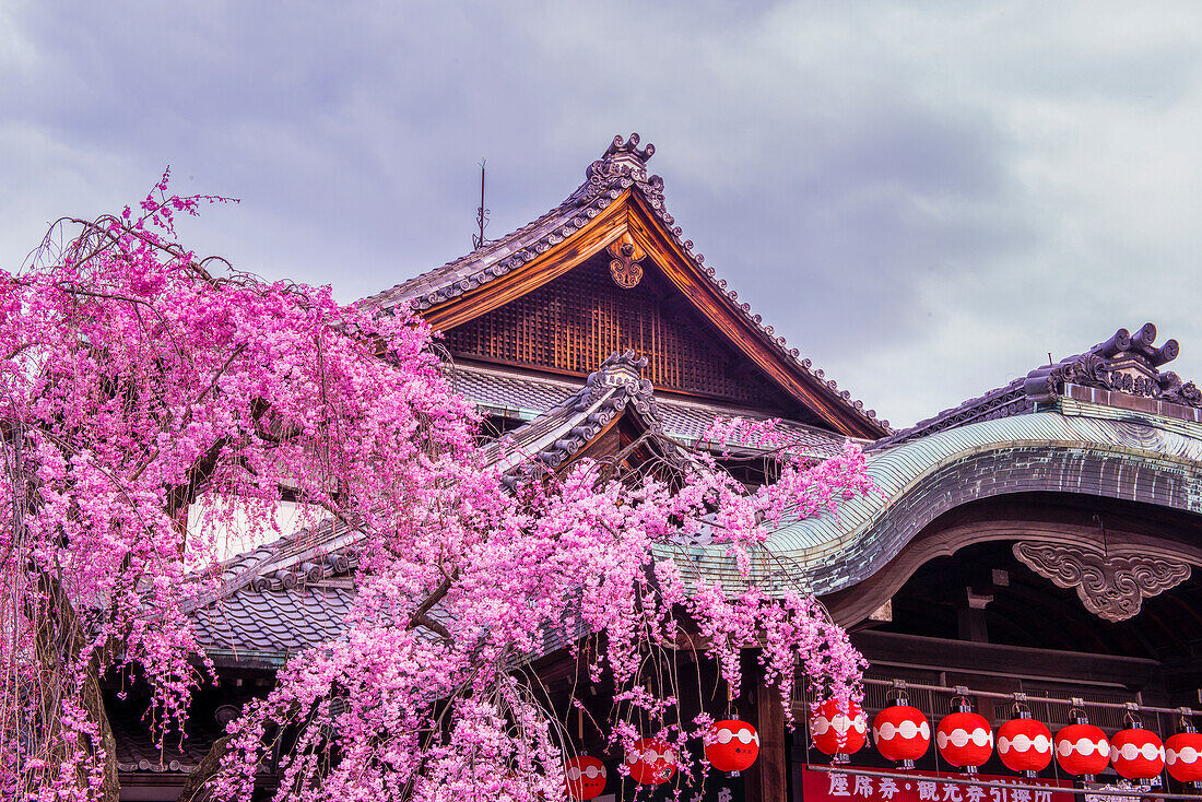 Kirschblütenbaum im Geisha-Viertel von Gion, Kyoto, Honshu, Japan, Asien