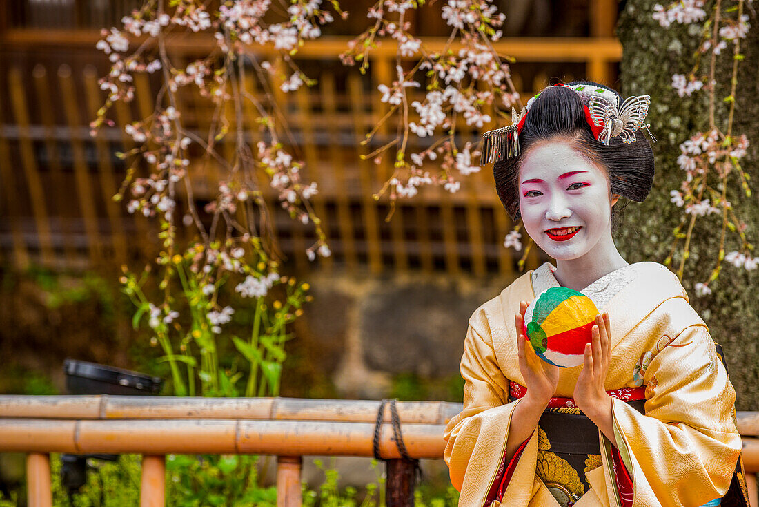 Echte Geisha posiert vor einem Kirschblütenbaum im Geisha-Viertel von Gion, Kyoto, Honshu, Japan, Asien