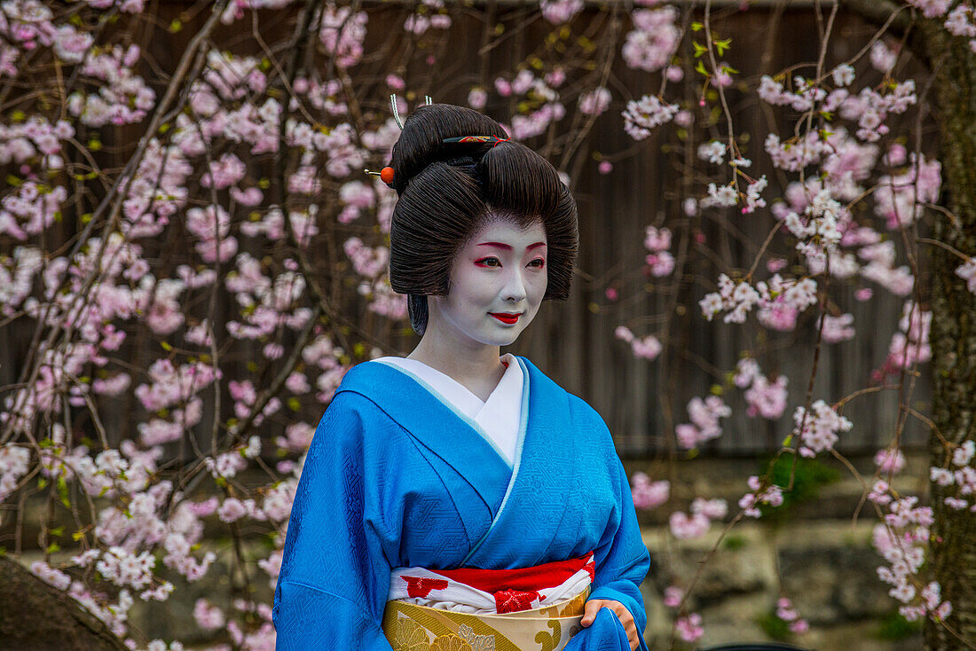 Echte Geisha posiert vor einem Kirschblütenbaum im Geisha-Viertel von Gion, Kyoto, Honshu, Japan, Asien