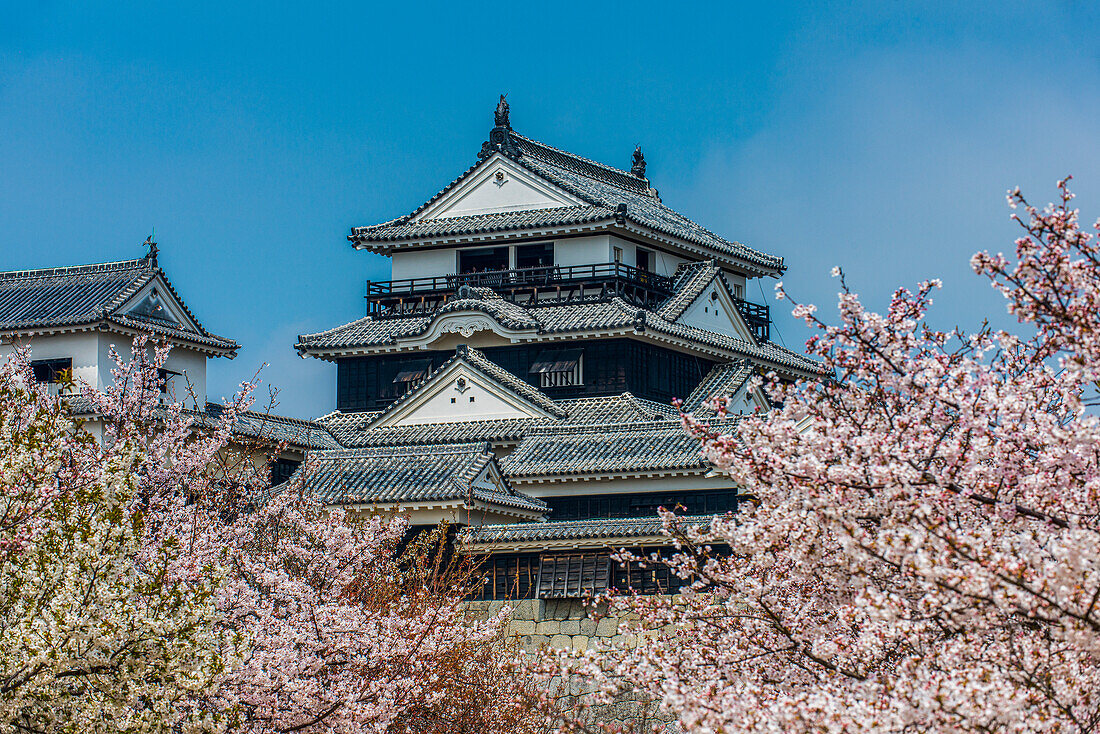 Kirschblüte in der Burg Matsuyama, Shikoku, Japan, Asien