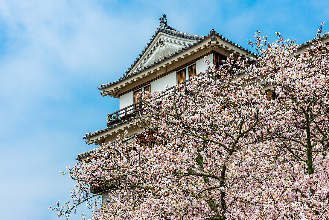 Kirschblüte in der Burg Matsuyama, Shikoku, Japan, Asien