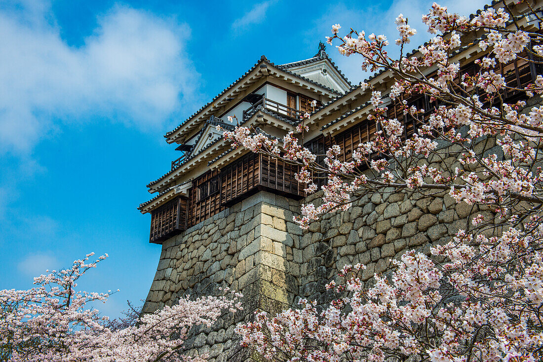 Kirschblüte in der Burg Matsuyama, Shikoku, Japan, Asien