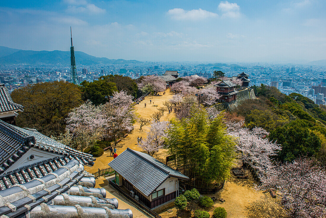 Cherry blossom in the Matsuyama Castle, Shikoku, Japan, Asia