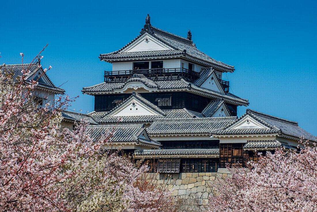 Kirschblüte in der Burg Matsuyama, Shikoku, Japan, Asien