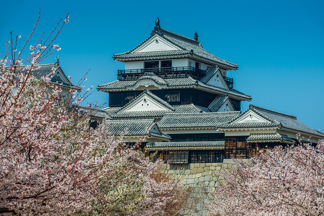 Kirschblüte in der Burg Matsuyama, Shikoku, Japan, Asien