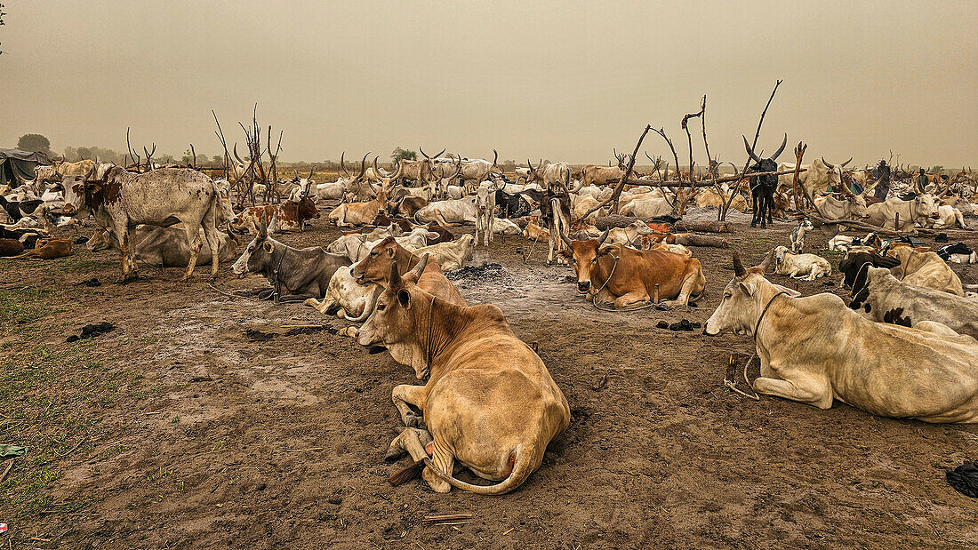 Dinka-Viehlager, Bor, Zentralregion, Südsudan, Afrika