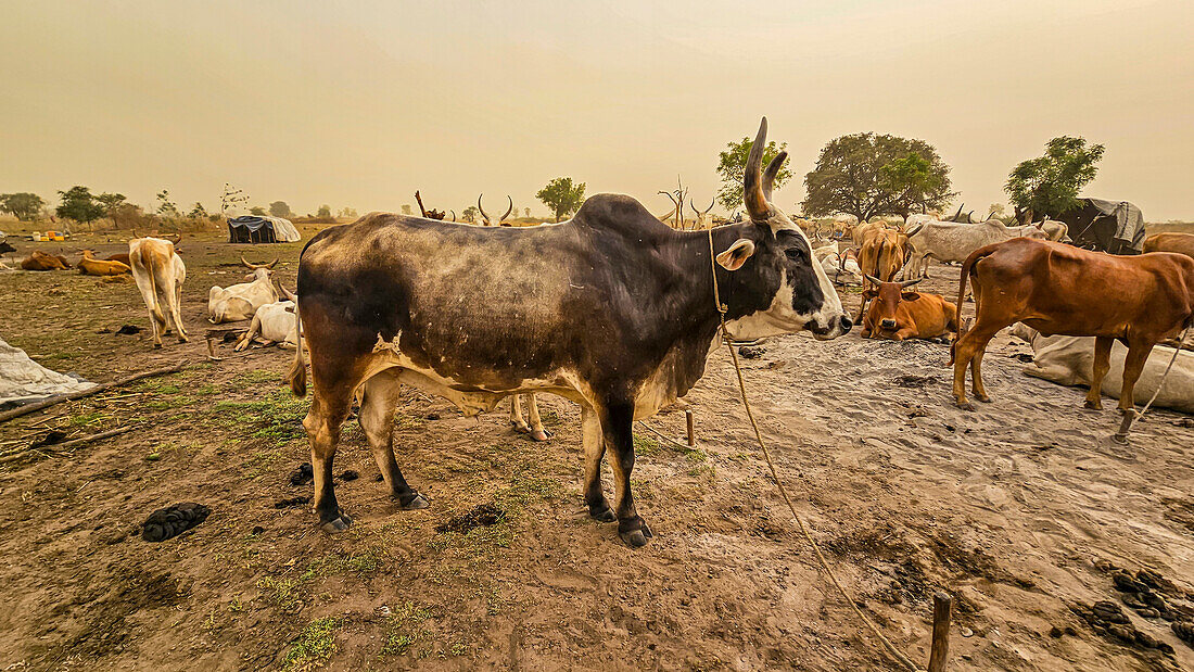 Dinka-Viehlager, Bor, Zentralregion, Südsudan, Afrika