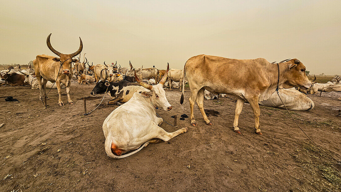 Dinka-Viehlager, Bor, Zentralregion, Südsudan, Afrika