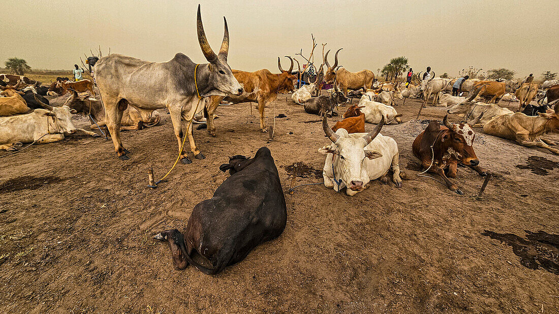 Dinka-Viehlager, Bor, Zentralregion, Südsudan, Afrika