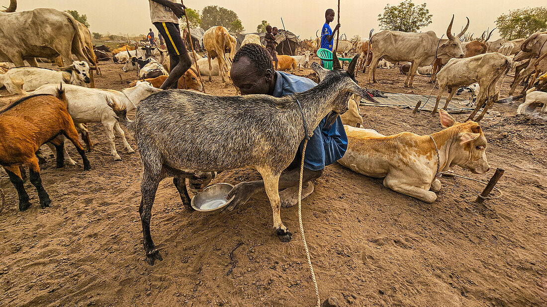 Mann melkt eine Ziege, Dinka-Viehlager, Bor, Zentralregion, Südsudan, Afrika