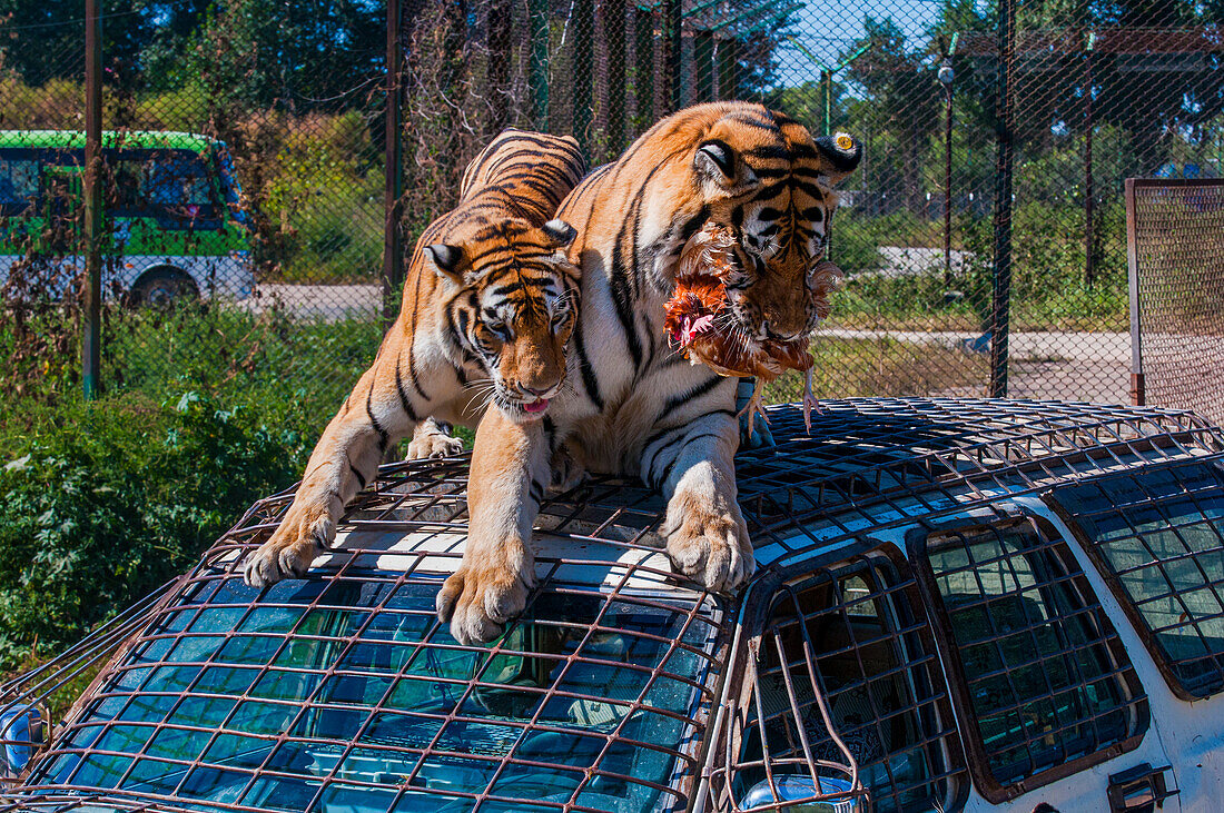 Two Siberian Tigers on top of a vehicle eating a chicken in the Siberian Tiger Park, Harbin, Heilongjiang, China, Asia