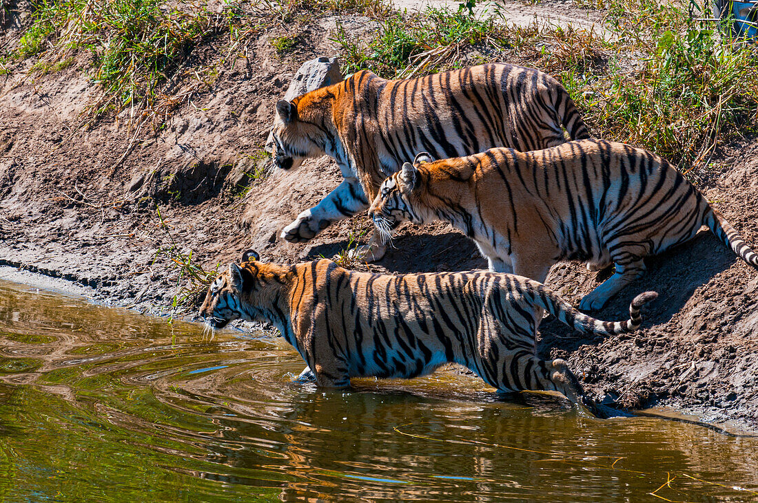 Sibirische Tiger im Sibirischen Tigerpark, Harbin, Heilongjiang, China, Asien