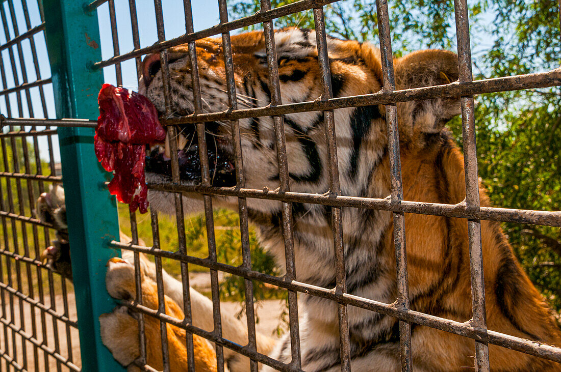 Sibirischer Tiger im Sibirischen Tigerpark, Harbin, Heilongjiang, China, Asien