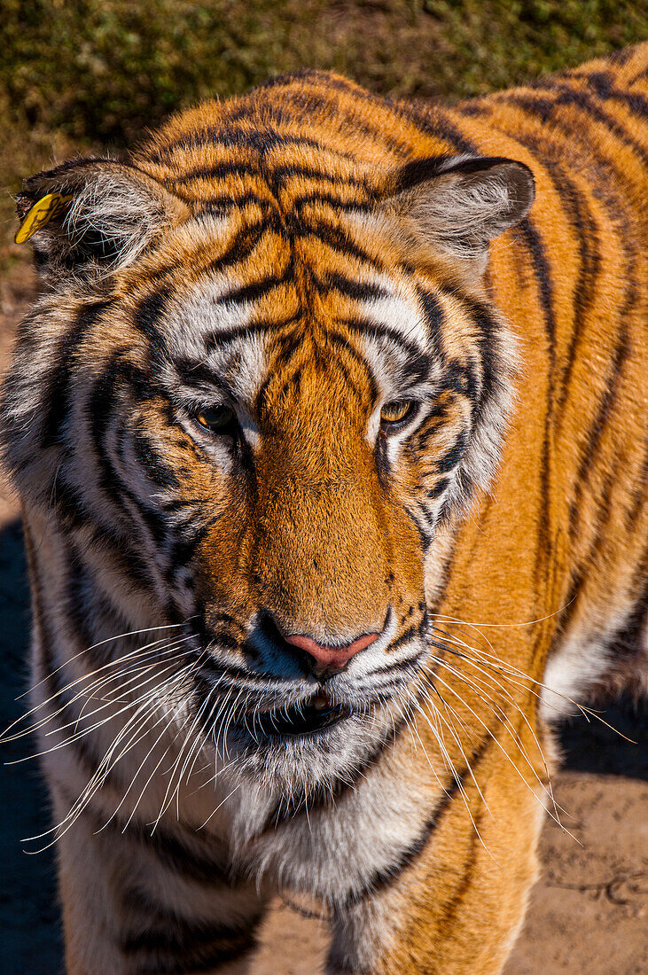 Sibirischer Tiger im Sibirischen Tigerpark, Harbin, Heilongjiang, China, Asien