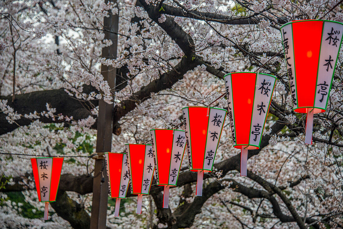 Rote Lampions beleuchten die Kirschblüte im Ueno-Park, Tokio, Honshu, Japan, Asien