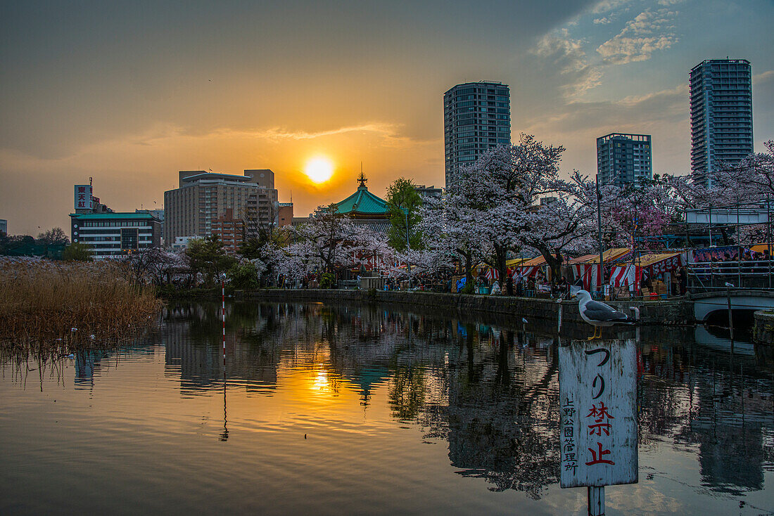 Sonnenuntergang und Kirschblüte im Ueno-Park, Tokio, Honshu, Japan, Asien