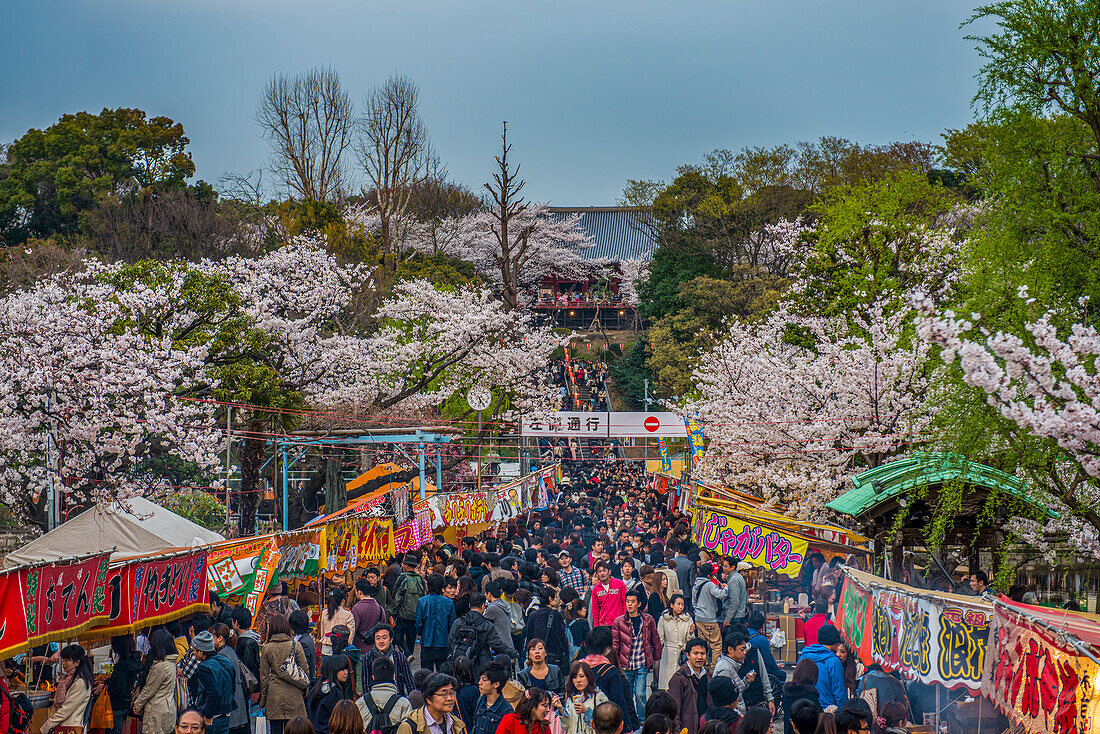 Cherry blossom and crowds in Ueno Park, Tokyo, Honshu, Japan, Asia