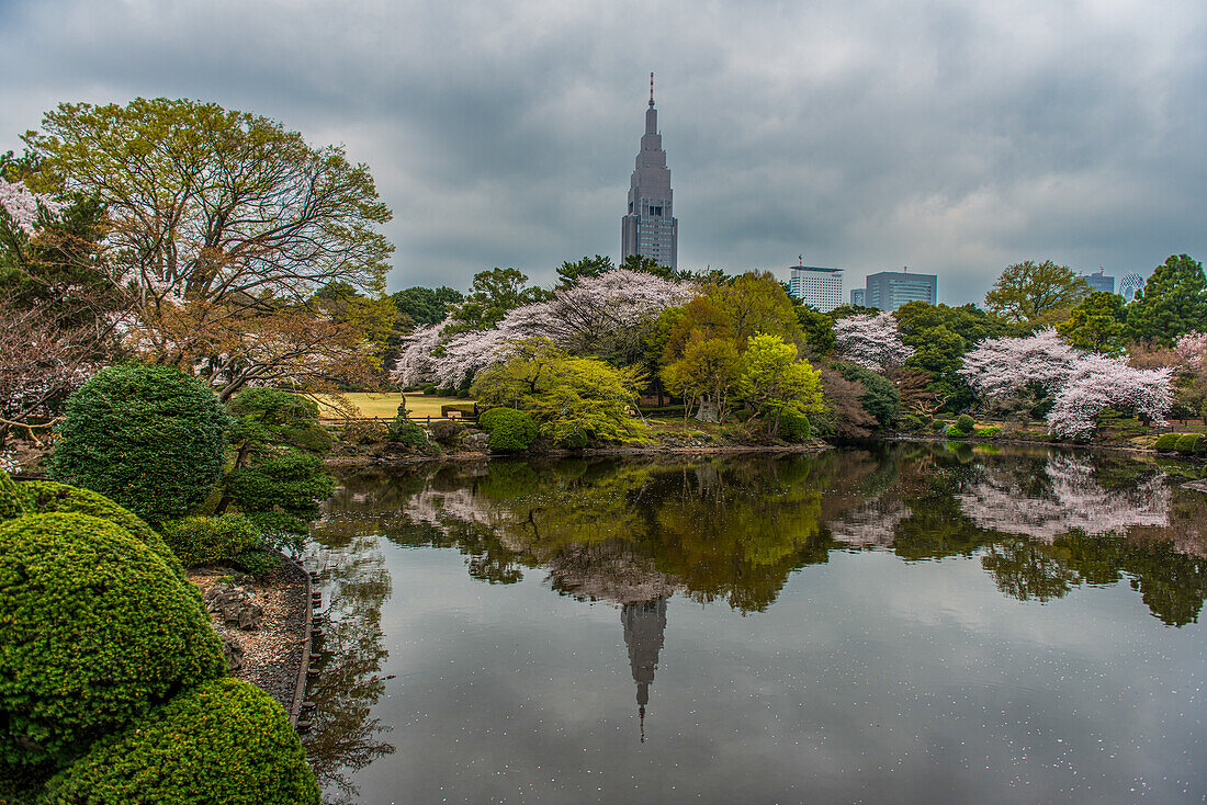 Cherry blossom in the Shinjuku-Gyoen Park, Tokyo, Japan, Asia