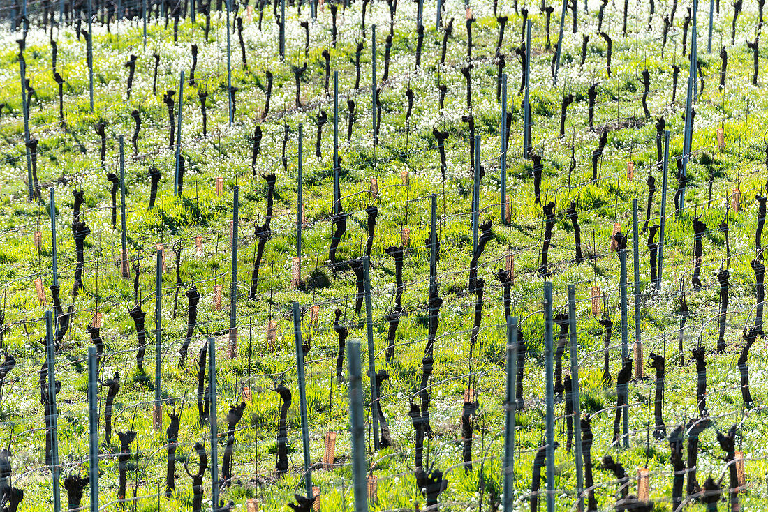 Spring season in the vineyards of Franciacorta, Brescia province, Lombardy district, Italy, Europe