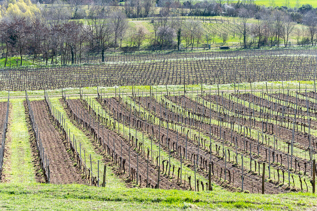 Spring season in the vineyards of Franciacorta, Brescia province, Lombardy district, Italy, Europe