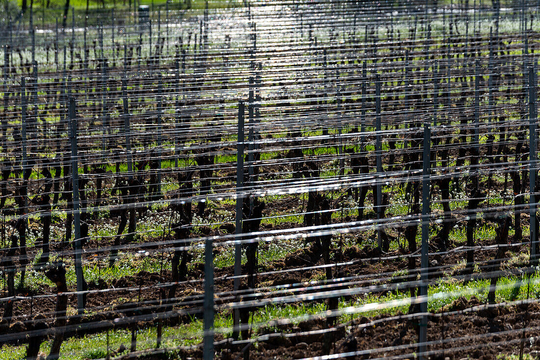 Spring season in the vineyards of Franciacorta, Brescia province, Lombardy district, Italy, Europe