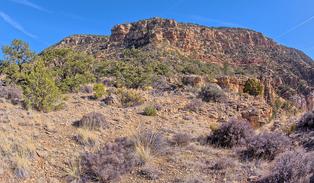 Ein Blick zurück auf die Klippen von Hermits Rest, der Hermit Trailhead beginnt an der Klippenlinie oben links im Bild, gesehen von 1000 Fuß abseits des offiziellen Pfades, Grand Canyon, Arizona, Vereinigte Staaten von Amerika, Nordamerika