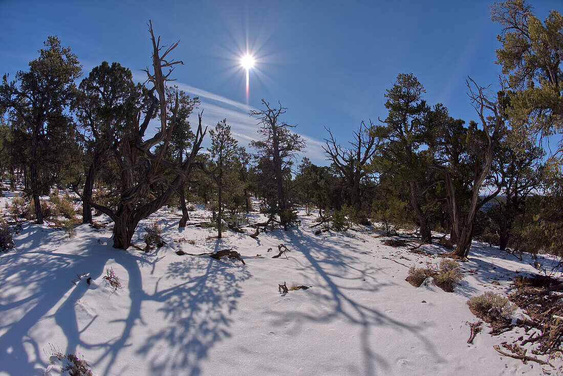 Der Kaibab-Wald im Winter nahe dem Waldron Canyon westlich von Hermits Rest, Grand Canyon, Arizona, Vereinigte Staaten von Amerika, Nordamerika