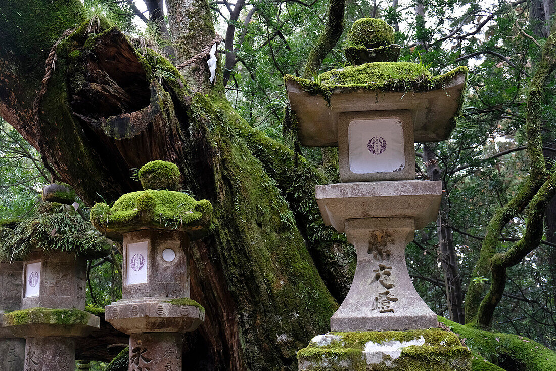 A cluster of stone lanterns sitting within a dense forest in Nara, Honshu, Japan, Asia