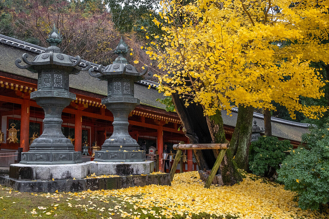 Two stone lanterns in the garden of a temple in Nara during autumn, Nara, Honshu, Japan, Asia