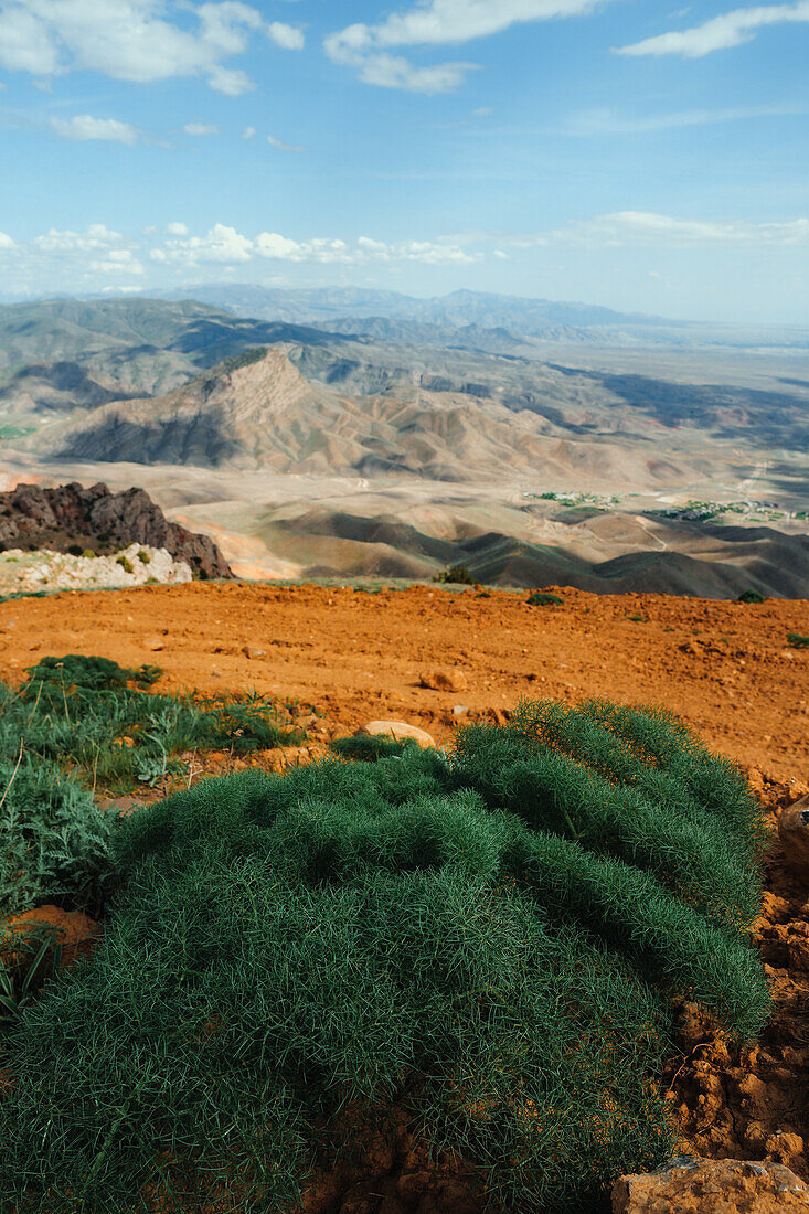 Wilder Dill in Vayots Dzor, bekannt für seine rot gefärbten Berge, Armenien (Hayastan), Kaukasus, Zentralasien, Asien