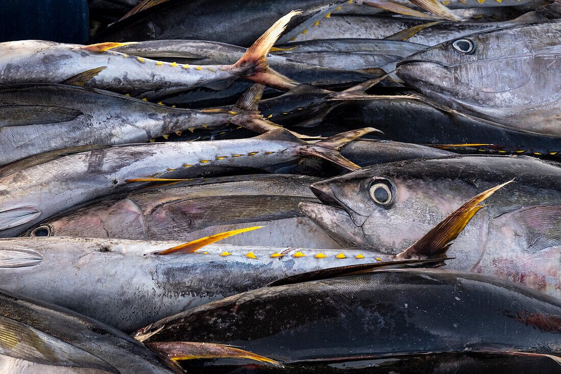 Gelbflossen-Thunfisch (Thunnus albacares), Fang der lokalen Fischereiindustrie, Santa Maria, Sal, Kapverdische Inseln, Atlantik, Afrika