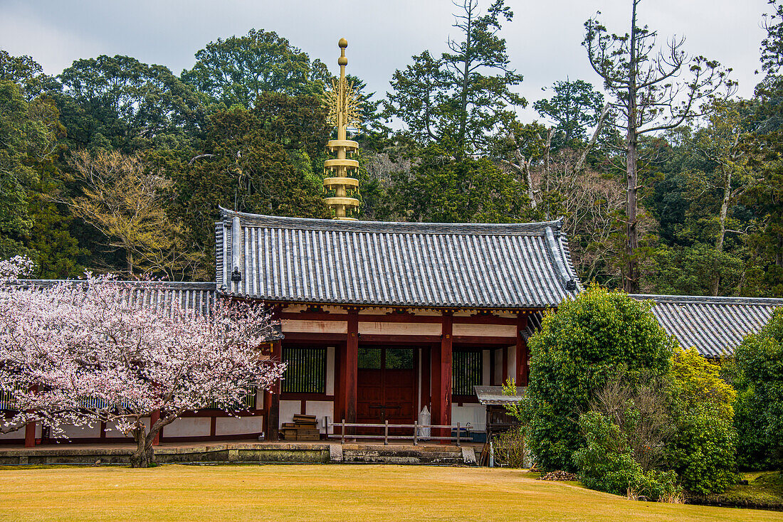 Todaiji-Tempel, UNESCO-Welterbestätte, Nara, Kansai, Honshu, Japan, Asien