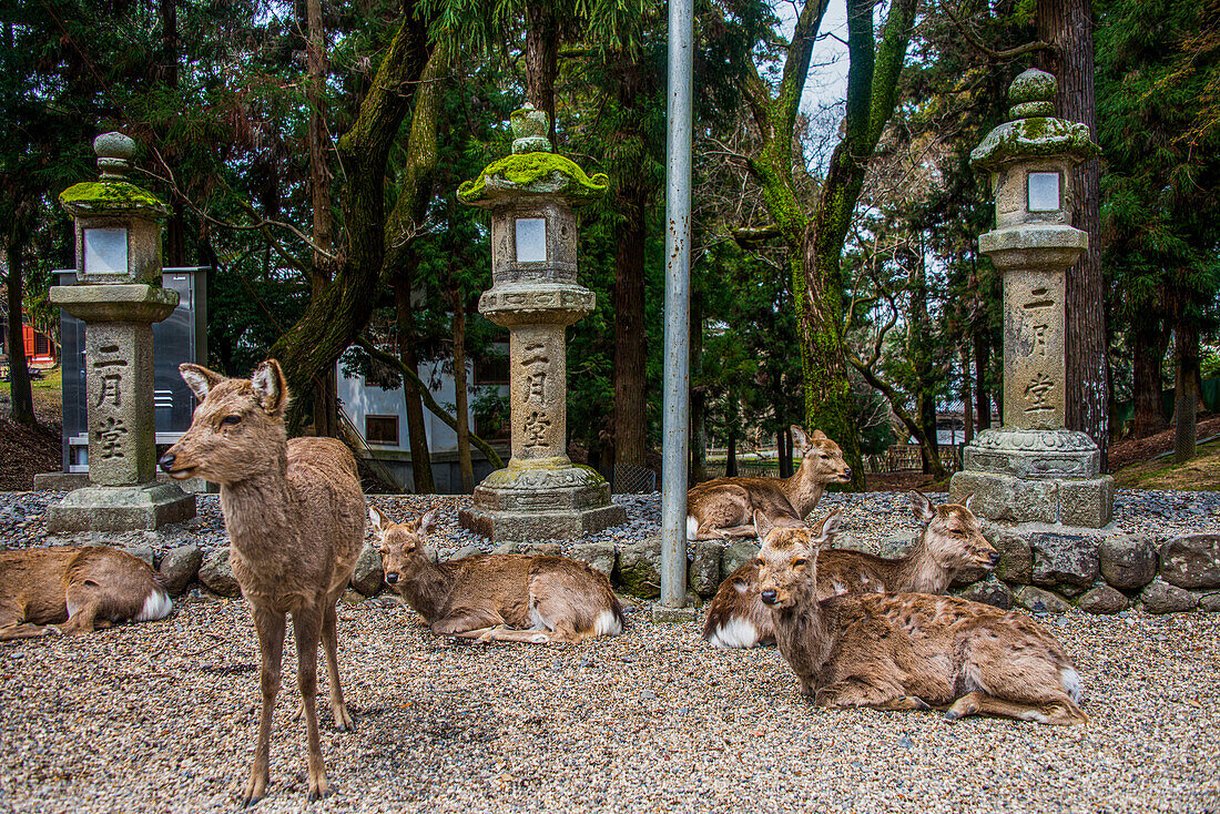 Deer, UNESCO World Heritage Site, Nara, Kansai, Honshu, Japan, Asia