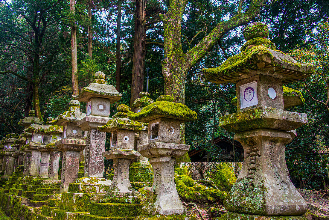 Viele Steinlaternen im Nara-Park, UNESCO-Welterbe, Nara, Kansai, Honshu, Japan, Asien