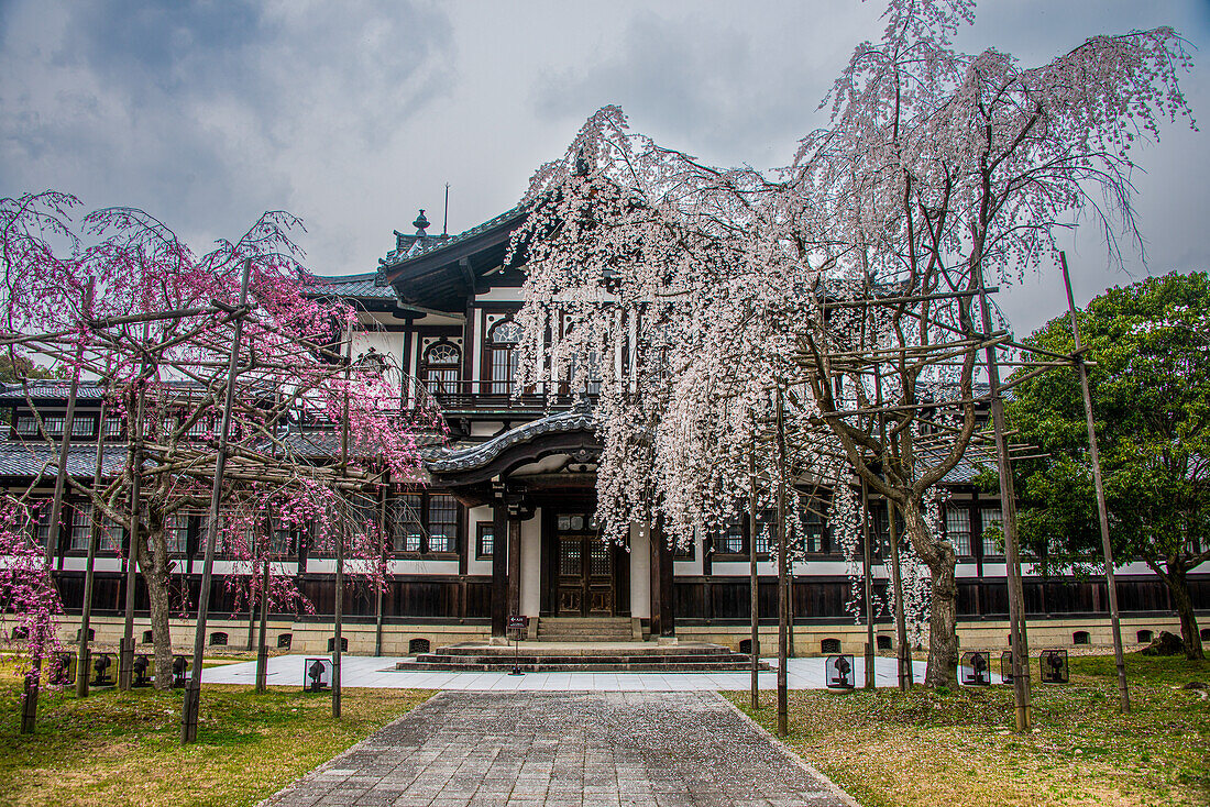 Kirschblütenbäume vor einem traditionellen Haus, UNESCO-Welterbestätte, Nara, Kansai, Honshu, Japan, Asien