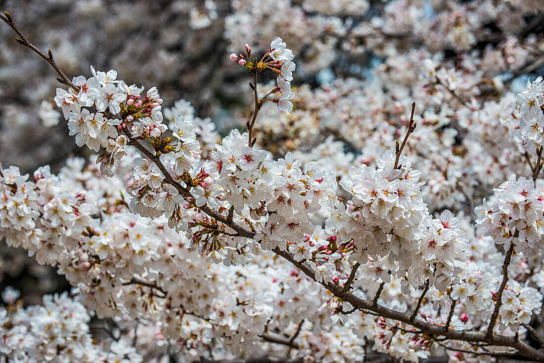 Cherry blossom in the Shinjuku-Gyoen Park, Tokyo, Honshu, Japan, Asia