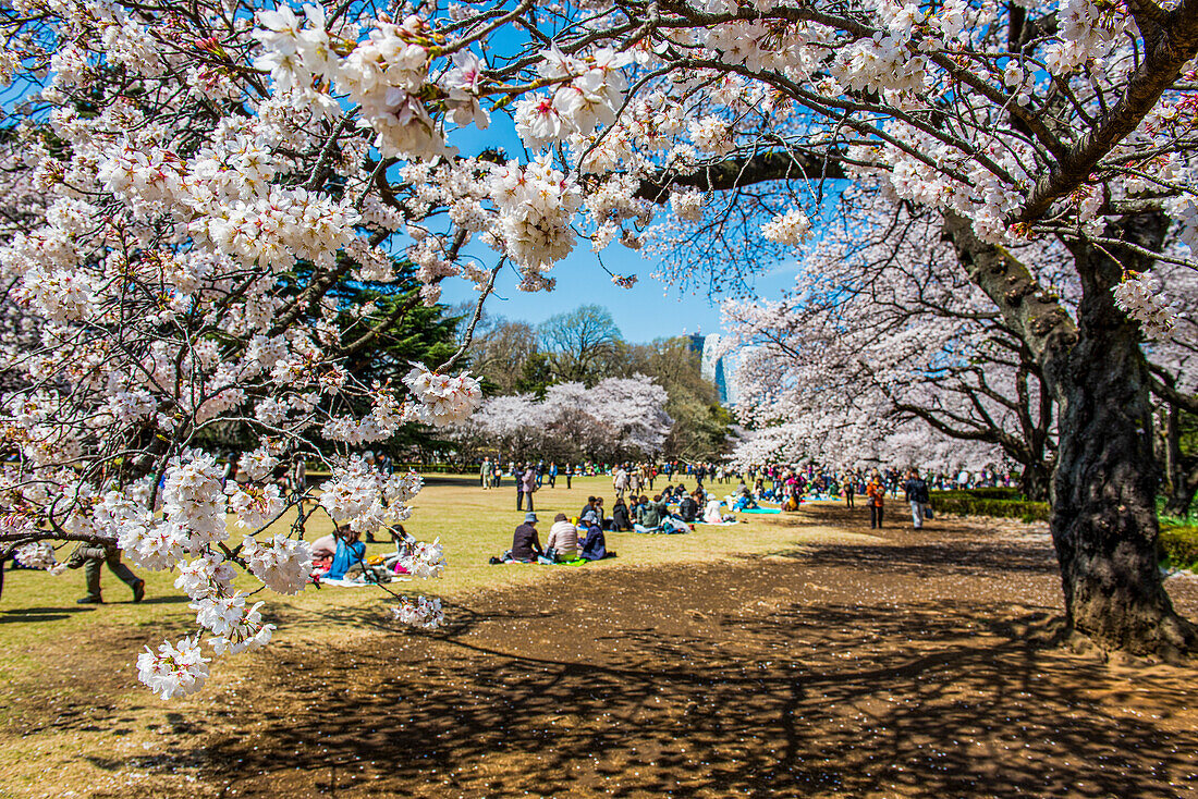 Picknick in der Kirschblüte im Shinjuku-Gyoen-Park, Tokio, Honshu, Japan, Asien