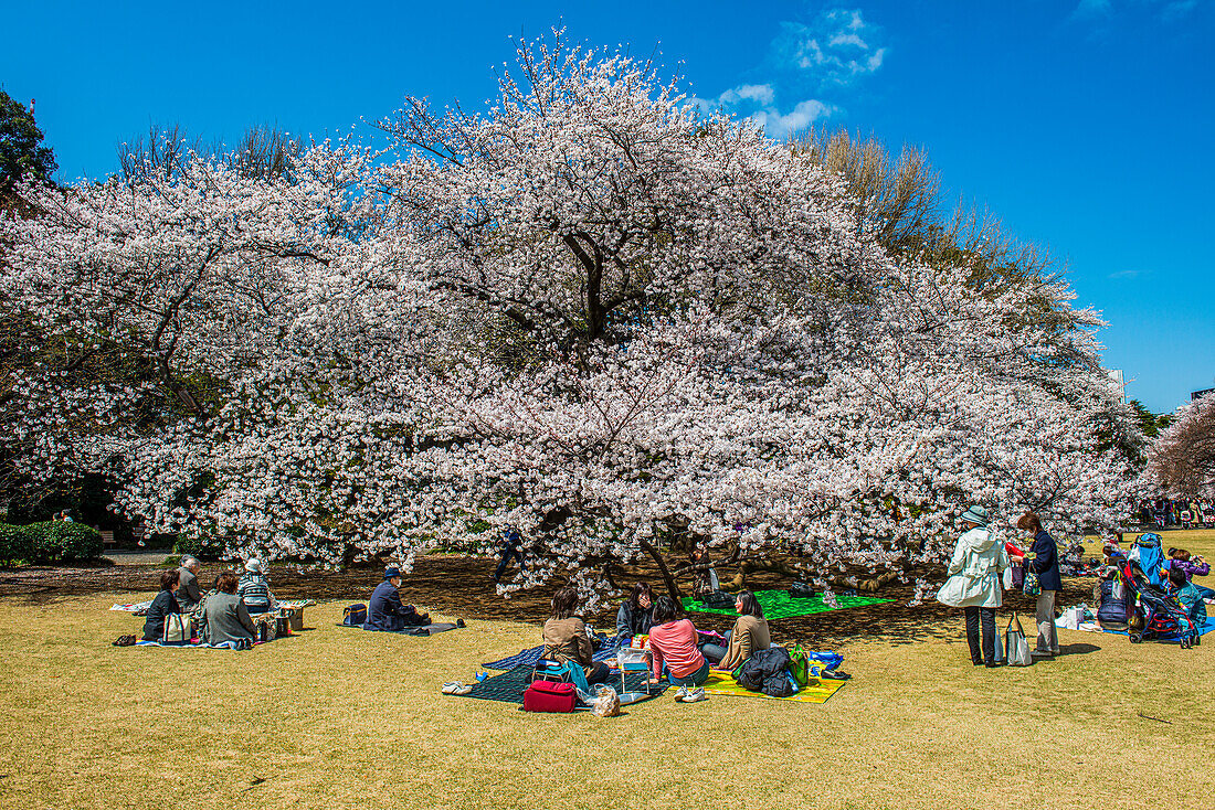 Picnic in the cherry blossom in the Shinjuku-Gyoen Park, Tokyo, Honshu, Japan, Asia