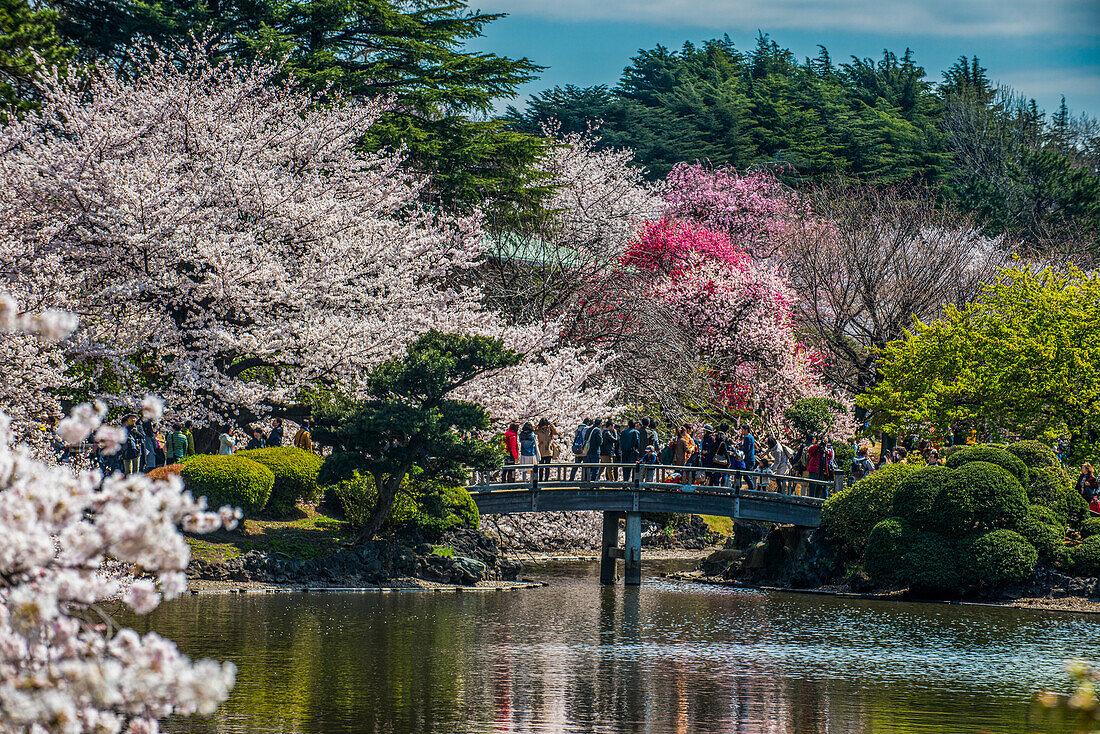 Kirschblüte im Shinjuku-Gyoen Park, Tokio, Honshu, Japan, Asien